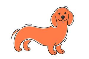 bassotto cane. cartone animato vettore illustrazione
