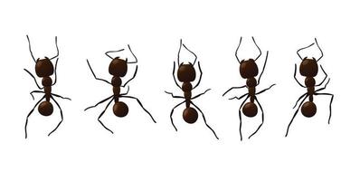 nero formica. vettore illustrazione.