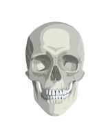 cranio in diverse proiezioni vettore