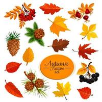 autunno vettore icone di foglia autunno o foresta bacca