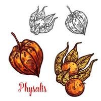 physalis frutta o terra ciliegia bacca schizzo vettore