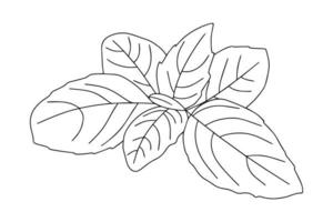 basilico foglia icona. vettore illustrazione di basilico le foglie isolato su bianca sfondo.