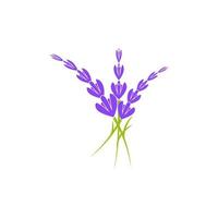 lavanda fiore vettore icona illustrazione