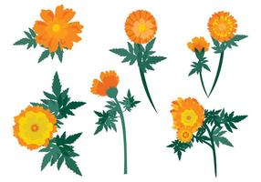 Vettore libero dei fiori di calendula