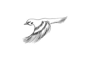 schizzo volante uccello. mano disegnato vettore illustrazione isolato. incisione passero, cincia, ingoiare nel scarabocchio stile