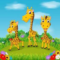 il bellissimo Visualizza con tre giraffa a piedi insieme nel il campo vettore