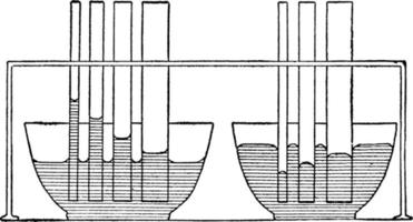 capillarità, Vintage ▾ illustrazione. vettore