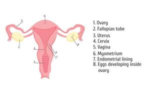 femmina genitale organi. infografica, vettore illustrazione