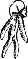 il verde uomo orchis Vintage ▾ illustrazione. vettore