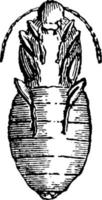 pupa di sitari omerale Vintage ▾ illustrazione. vettore