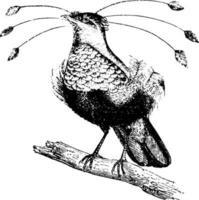 uccello di Paradiso, Vintage ▾ illustrazione. vettore