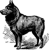 schipperke, Vintage ▾ illustrazione. vettore