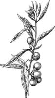 pseudo-capsico Solanum Vintage ▾ illustrazione. vettore
