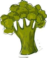 verde broccoli, illustrazione, vettore su bianca sfondo.