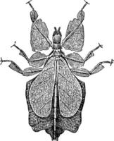 foglia insetto, Vintage ▾ illustrazione. vettore