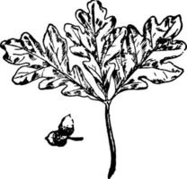 bianca quercia foglia Vintage ▾ illustrazione. vettore