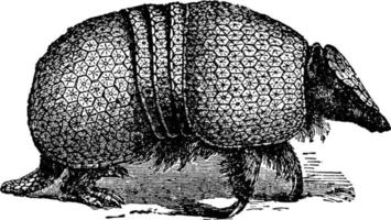 armadillo, Vintage ▾ illustrazione. vettore