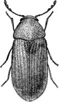 farmacia scarafaggio stegobio panico pane scarafaggio o biscotto scarafaggio, Vintage ▾ illustrazione vettore