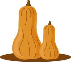 butternut schiacciare, illustrazione, vettore su bianca sfondo.