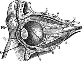 bulbo oculare, Vintage ▾ illustrazione. vettore