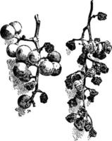 marcito uva, Vintage ▾ illustrazione. vettore