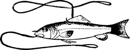 pesca Vintage ▾ illustrazione. vettore