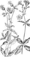 Vescica urinaria campion e stellato campion Vintage ▾ illustrazione. vettore