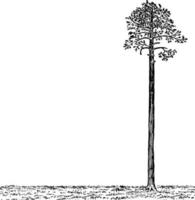 palma albero perpendicolare per terra, Vintage ▾ illustrazione vettore