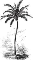 Noce di cocco palma Vintage ▾ illustrazione. vettore