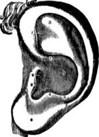 sinistra orecchio, Vintage ▾ illustrazione vettore