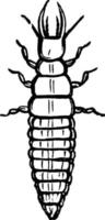 larva, Vintage ▾ illustrazione. vettore