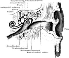 organo di udito, il orecchio, Vintage ▾ illustrazione. vettore