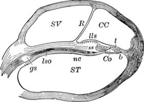 coclea, sezione di, Vintage ▾ illustrazione vettore