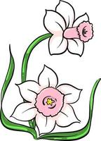 rosa fiori , illustrazione, vettore su bianca sfondo