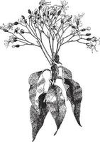 clerodendron trichotomum Vintage ▾ illustrazione. vettore