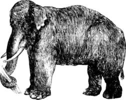 elefante, Vintage ▾ illustrazione. vettore