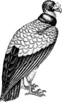 avvoltoio, Vintage ▾ illustrazione. vettore