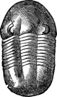 trilobite illeno crassicauda, Vintage ▾ illustrazione. vettore