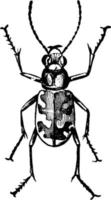 tigre scarafaggio, Vintage ▾ illustrazione. vettore