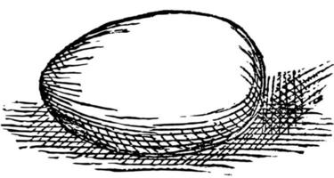 uovo, Vintage ▾ illustrazione. vettore