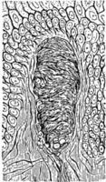 papilla di il pelle, Vintage ▾ illustrazione. vettore