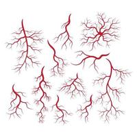 illustrazione di vene e arterie umane vettore