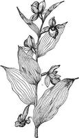 cypripedium californicum Vintage ▾ illustrazione. vettore