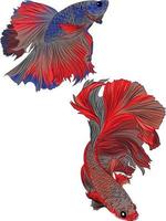vettore illustrazione di carino betta pesce