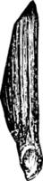 cubano pino, pinus cubensis grigio - due terzi naturale taglia. seme Ali ventrale Visualizza Vintage ▾ illustrazione. vettore