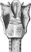 indietro Visualizza di il muscoli di il laringe, Vintage ▾ illustrazione. vettore
