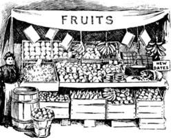 frutta mercato Vintage ▾ illustrazione. vettore