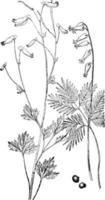 pallido Corydalis e scoiattolo Mais Vintage ▾ illustrazione. vettore