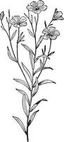 lino, pianta, superiore, parte, fioritura Vintage ▾ illustrazione. vettore