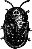 tartaruga scarafaggio, Vintage ▾ illustrazione. vettore